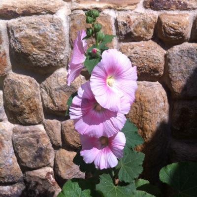 lanzaencendida's profile picture. 