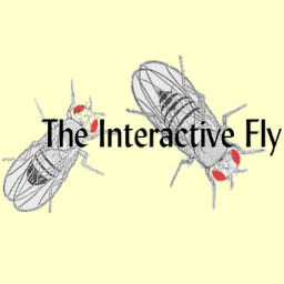 Drosophila neurobiology, bioinformatics, gene function and regulation, developmental biology