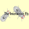 interactivefly's profile picture. Drosophila neurobiology, bioinformatics, gene function and regulation, developmental biology