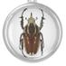 entomology-art (@entomologyart) Twitter profile photo