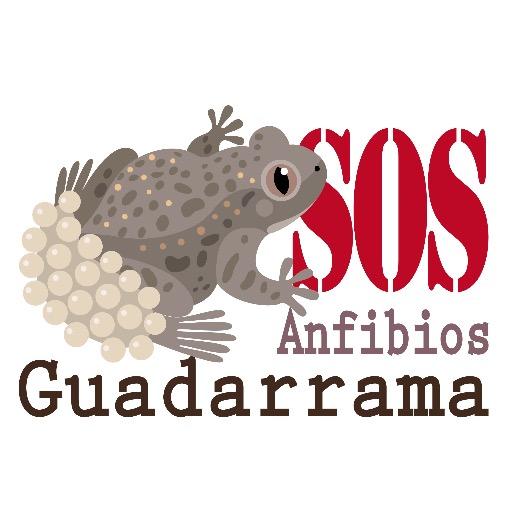 Nos proponemos recuperar poblaciones de anfibios de la Sierra de Guadarrama afectadas por una enfermedad fúngica con efectos devastadores para este grupo animal