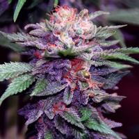 Skunk Weed 2015 (@udontfuckwithus) 's Twitter Profile Photo Skunk Weed 2015 (@udontfuckwithus) 's Twitter Profile Photo