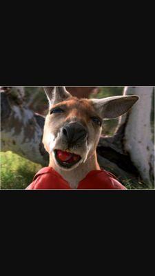 kanguro666's profile picture. 