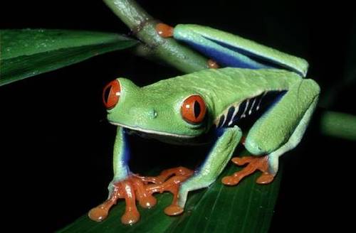 GenuflectFrog's profile picture. I try too hard to not try too hard. I care...but only ironically. My Tweets don't represent an employer and I don't even think they represent me all that well.