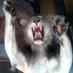 fizzgig (@angelftw1) Twitter profile photo fizzgig (@angelftw1) Twitter profile photo