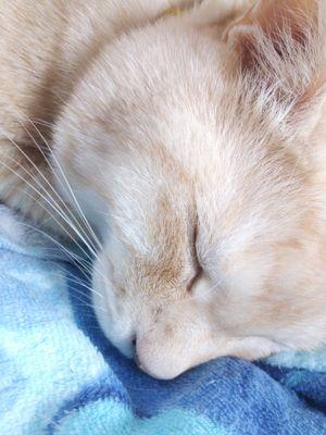 kanata_0813's profile picture. 会津のどこかに居ます。アクアリウムに絶賛ハマり中