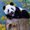 1PandaPuppy's profile picture. 