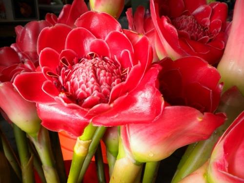 Wholesale and Retail floral company in Hawaii.  We offer a wide  of fresh cut flowers, foliages, bouquets, lei's, potted plants with Aloha (866) 982-8322
