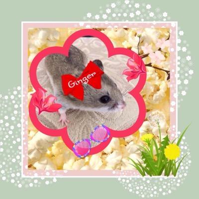 GingerTheHamstr's profile picture. My daddy @Sweettoothpaste