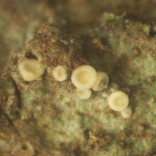 liquencanarias's profile picture. 