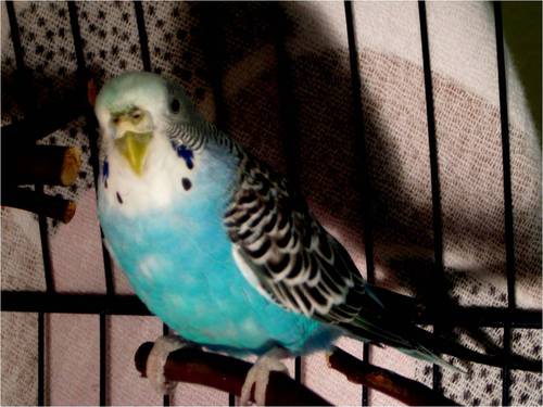 I am not really called Philip Goblets and I am not really a budgerigar