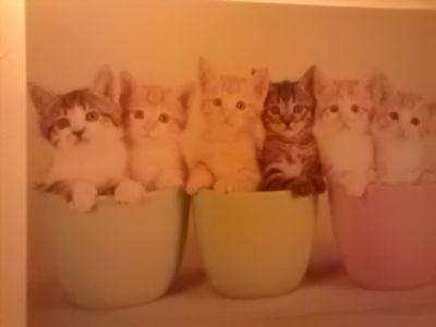 foxcubs6086's profile picture. 