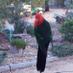 Green Parrot (@kezzaparrot) Twitter profile photo Green Parrot (@kezzaparrot) Twitter profile photo