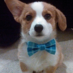 @DivineForces time based rank member . Likes corgies. Frank Ocean Stan