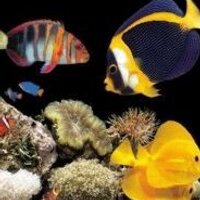 Pets Fish Expert (@petsfishexpert) 's Twitter Profile