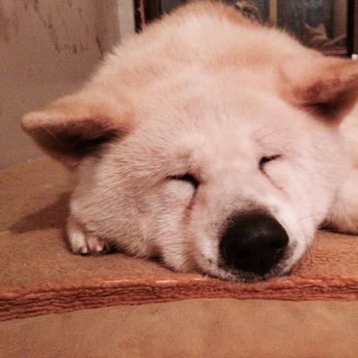 zenocessalto's profile picture. 