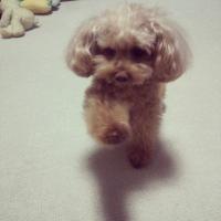 まこ (@ggsnsd_mako) 's Twitter Profile
