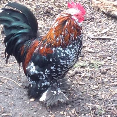 awesome_hanwell's profile picture. Sharing all the awesome things happening in and around lovely Hanwell!