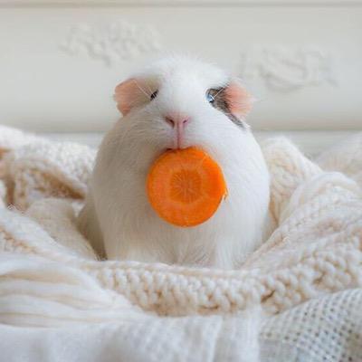 koyoabca's profile picture. Twitterしてる人全員フォローする
目指せフォロー数7桁