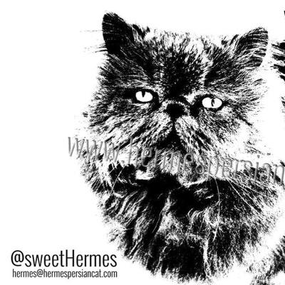 From #Barcelona #PersianCat HERMES. Funny situations by me. #model #fashion #sweet #pretty #relaxed #cat #beautiful - #star