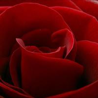RedRose-Angela🌹 (@redrose_at) 's Twitter Profile