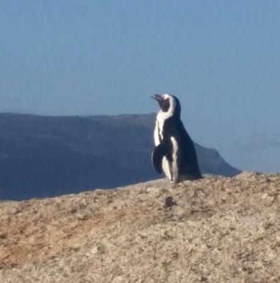 Breathtaking sea views,walk to restaurants, beaches & penguins. 4* Mariner Guesthouse offers luxury accommodation above the harbour in Simon's Town, Cape Town.