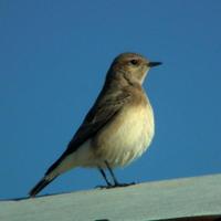 Si Border (@siborder) 's Twitter Profile Photo