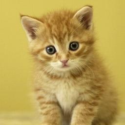 Pattrisshia's profile picture. 