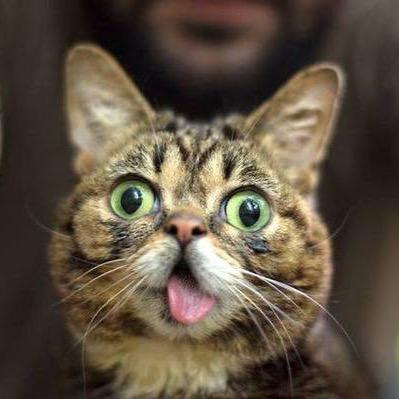 I am just a cat trying to make it in this world we call home, now get my milk. U.K. based