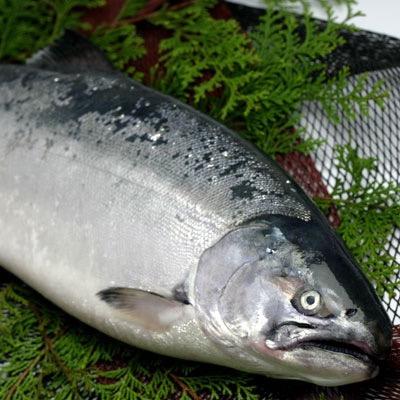 俺の鮭鱒 トラウト 公式 Oreno Salmon Twitter