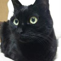 坂本 (@pacapaca_shigeo) Twitter profile photo