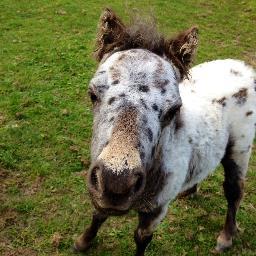 I’m Teeny Tucker the spotted pony, and I live at Redwings HQ in Norfolk! Follow me to see all the fun and games me and my friends get up to!