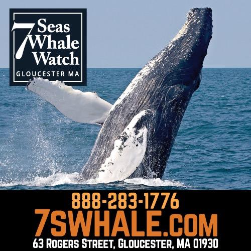 Best Boston Area Whale Watch 2014 WGBH A-LIST READER'S POLL  Call 888-283-1776 for tix