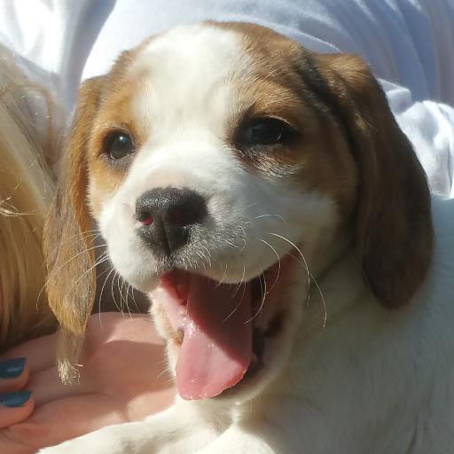 I am a beagle without a care in the world. That is as long as I have food and lots of attention.