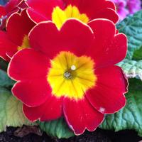 IrishGardening (@irishgardening) 's Twitter Profile