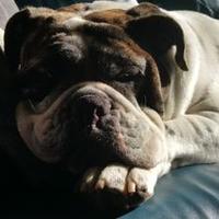 Annette Bellyou (@annettebellyou) 's Twitter Profile Photo Annette Bellyou (@annettebellyou) 's Twitter Profile Photo