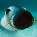 Nicki Philip (@spindriftdiver) Twitter profile photo Nicki Philip (@spindriftdiver) Twitter profile photo