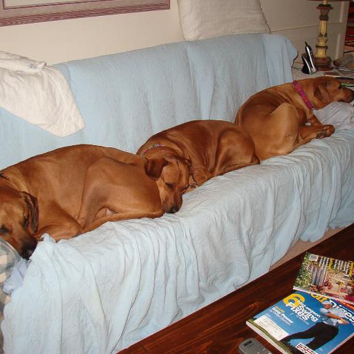 Rhodesian Ridgeback Rescue