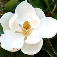 Magnolia Ross - @magnolia_ross Twitter Profile Photo