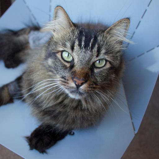 Yarn chaser, golfer killer, coyote scrapper, raw meat fed, and card-board box enthusiast.