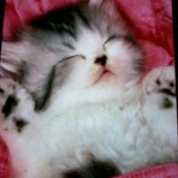 ♥Abby, Bella, Gus ♥ (@cutecats247) 's Twitter Profile Photo