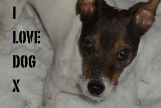 I_love_dog_x loves everything doggy...watch this space for new dog stuff in the new year!