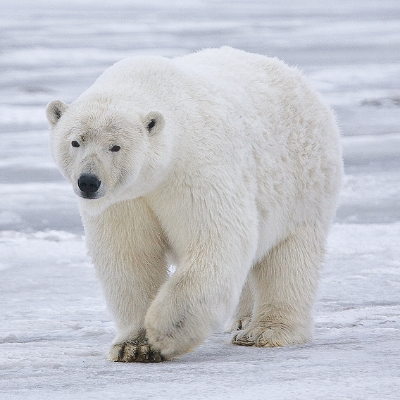 PolarBearCake's profile picture. Polar Bears + Cake = ???