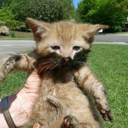 Lavendertigerli's profile picture. Federal worker, cat lover, dog owner, gardener, movie goer, beach lover

Human to @LonelyIsaacCat