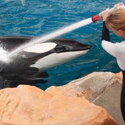 Passion project: Ocean Life is not meant to be in Zoos. Follow for quick facts and ways to help