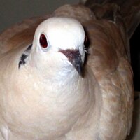 Cyndi Stivers (@cyndistivers) 's Twitter Profile