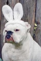 whiteboxr's profile picture. PRETTY WHITE FOR A FLY GUY - God fearing, Marine Corps Serving, Boxer loving, snowboard flying, Steelers watching, proud pappa of 2, conservative thru & thru