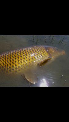 all the best carp pics post your catches
