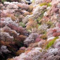 ☦☮♏️☯ (@tomoakikurata89) 's Twitter Profile
