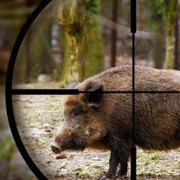 HuntingEveryday's profile picture. Hunting Videos And Gear Reviews